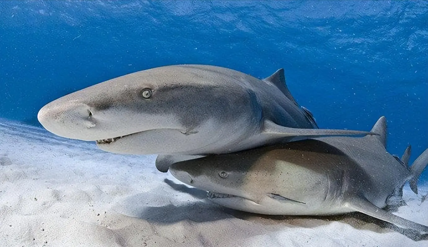 赢金配资 海中的小型鲨鱼，体型比大白鲨小三分之二，可爱的柠檬鲨